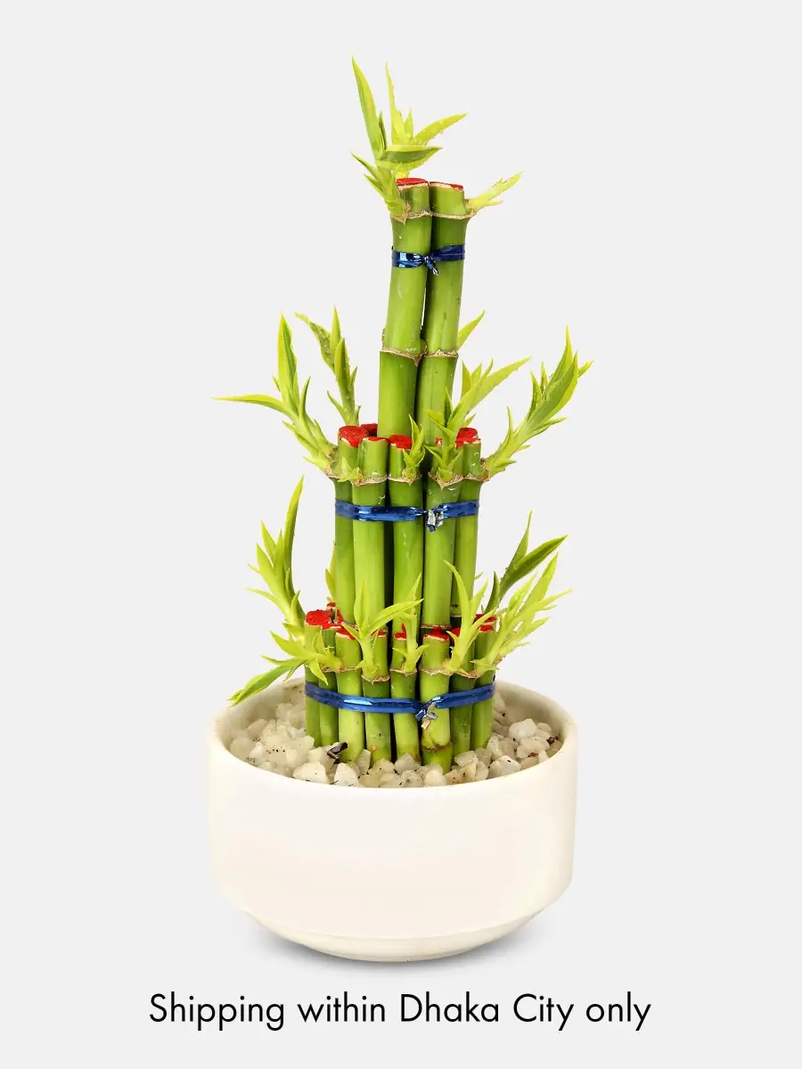 Lucky Bamboo with Ceramics Tub
